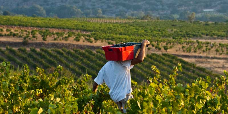 cote-du-roussillion-rouge-11