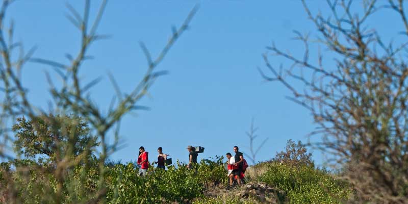 cote-du-roussillion-rouge-15