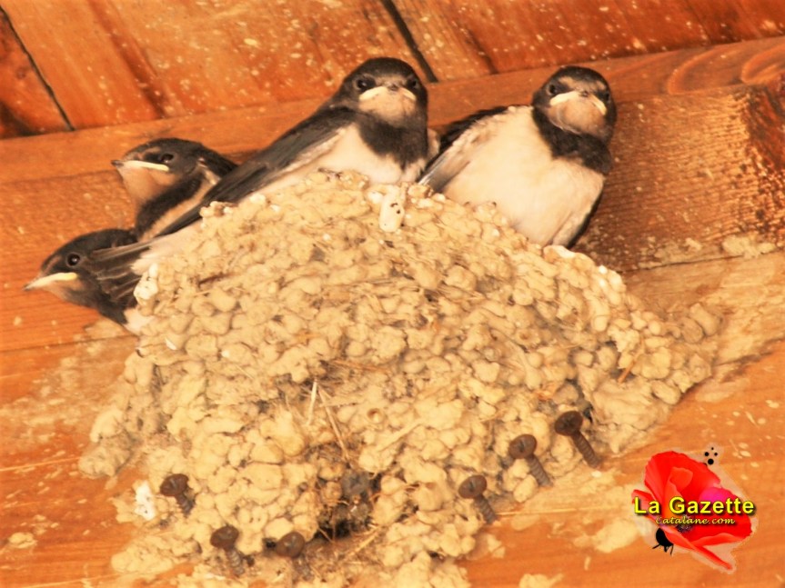 Bonjour, Bonjour…les hirondelles&nbsp;!