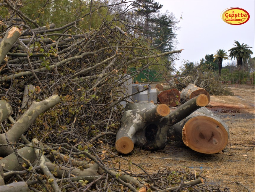 Il était une fois…. Des&nbsp;platanes